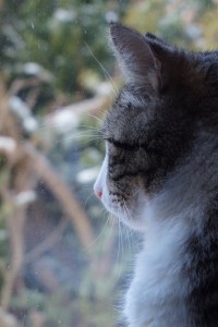 DSC00009