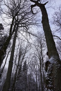 DSC00021