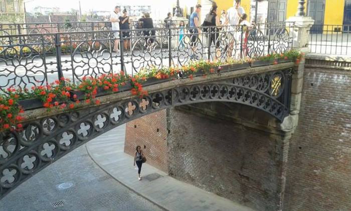 13664312_1473279322697563_823414936_n