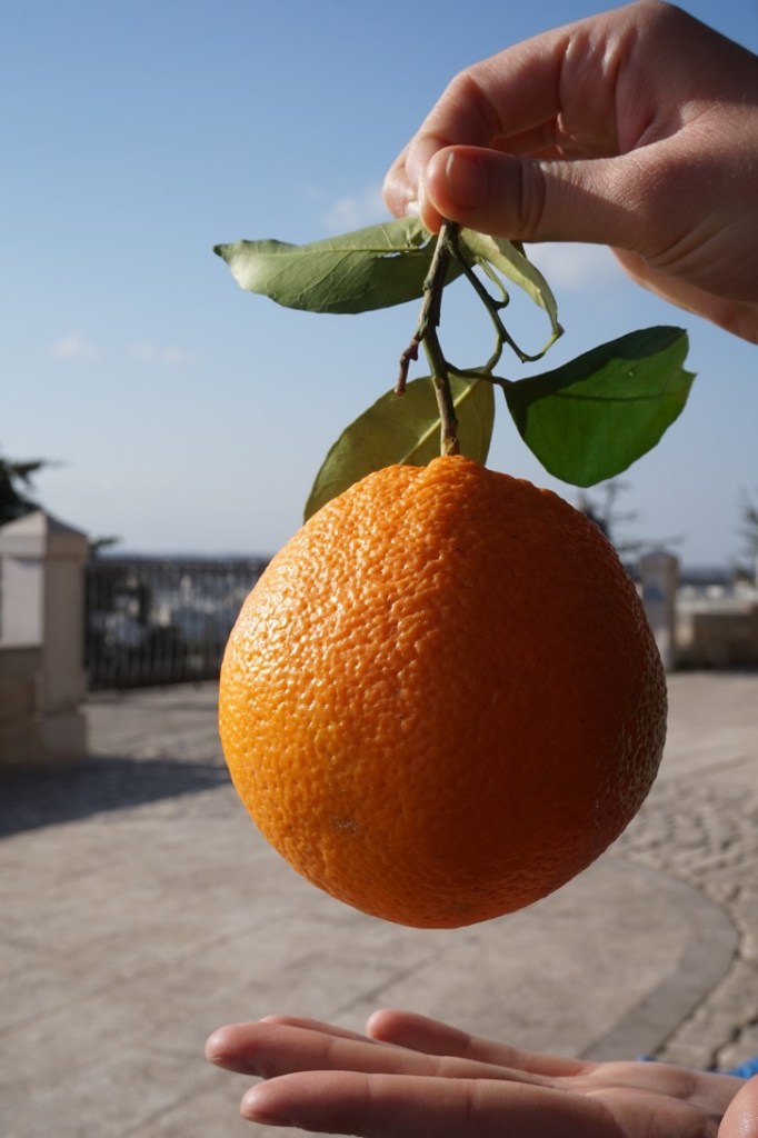 pomarańcza prosto z  włoskiego ogrodu
